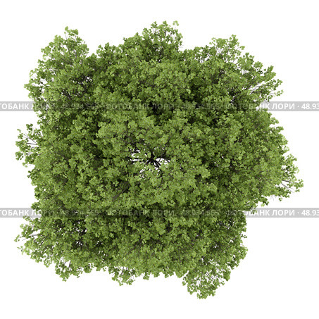 top view of small-leaved lime tree isolated on white background. Стоковое фото, агентство Ingram Publishing / Фотобанк Лори