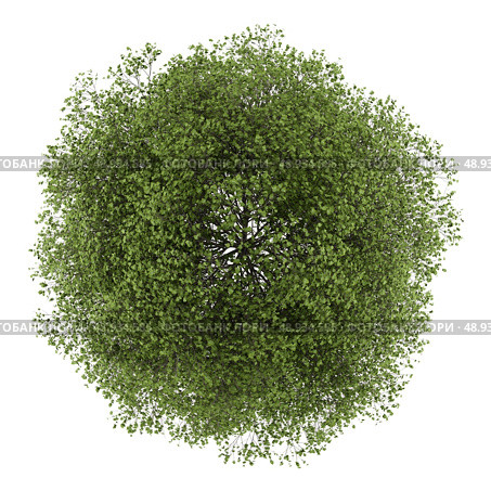 top view of small-leaved lime tree isolated on white background. Стоковое фото, агентство Ingram Publishing / Фотобанк Лори