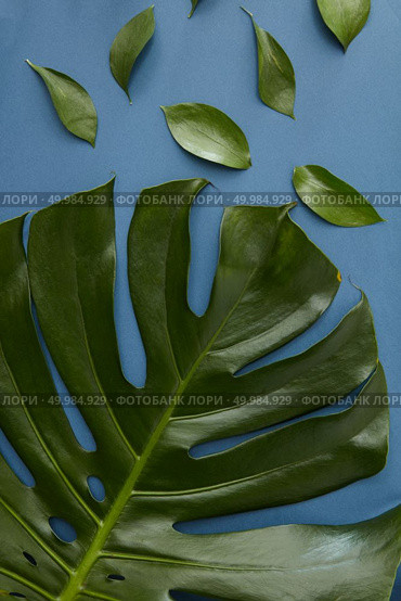 Top view of Swiss Cheese Plant represented for decoration or designing of any poster or birthday card. Half of tropical jungle Monstera leaf isolated over blue background. Texture concept.. Green leaves isolated. Стоковое фото, агентство Ingram Publishing / Фотобанк Лори