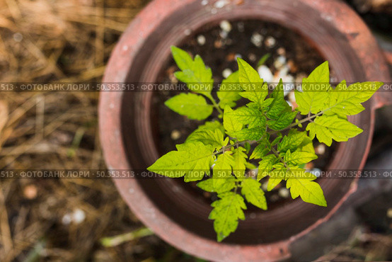 top view sprouting plant pot. Стоковое фото, агентство Ingram Publishing / Фотобанк Лори