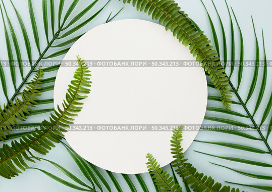 top view thin leaves ferns with copy space. Стоковое фото, агентство Ingram Publishing / Фотобанк Лори