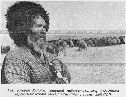 Товарищ Курбан Хаджи, старший чабан-стахановец племенного каракулеводческого совхоза "Равнина" Туркменской ССР. Стоковая иллюстрация, иллюстратор Макаров Алексей / Фотобанк Лори