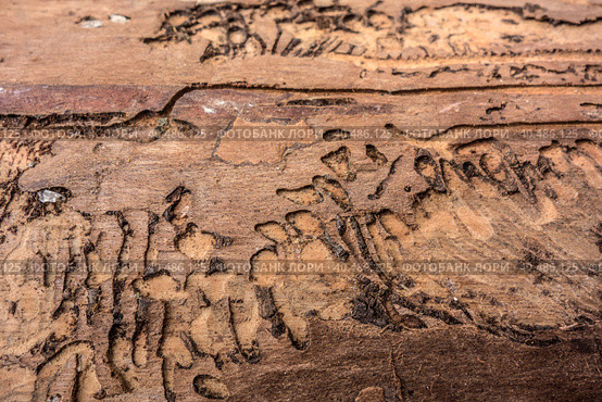 Traces of a pest on a tree bark closeup. Damaged wood by bark beetle. Стоковое фото, фотограф Iva Noel / Фотобанк Лори