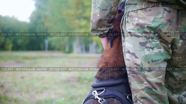 Trainer stroke his sheepdog. Close up shot. Стоковое видео, видеограф Константин Шишкин / Фотобанк Лори