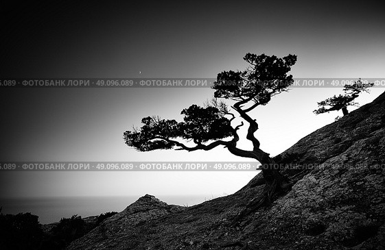 Tree and sea at sunset. Crimea landscape. Nature background. Стоковое фото, агентство Ingram Publishing / Фотобанк Лори