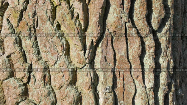 Tree bark. The camera slowly slides along the trunk. Стоковое видео, видеограф Виктор Тихонов / Фотобанк Лори
