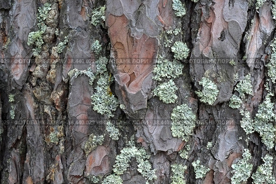 Tree bark with moss (isolated natural background) Стоковое фото, фотограф Елена  Попкова / Фотобанк Лори