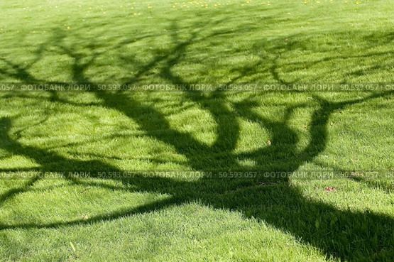 Tree shadow on short green grass in spring. Стоковое фото, агентство Ingram Publishing / Фотобанк Лори