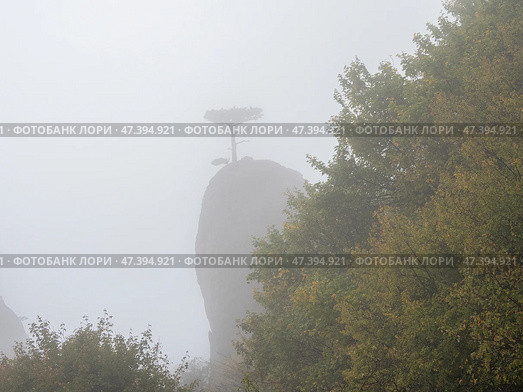 Trees inconspicuous on a very foggy day. Стоковое фото, фотограф Саблин Станислав / Фотобанк Лори