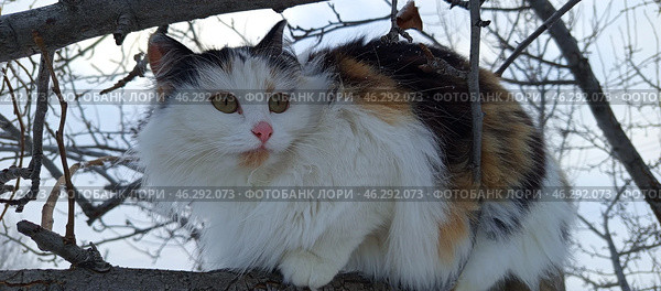 Трехцветная кошка на дереве зимой. Стоковое фото, фотограф Надежда Бирюкова / Фотобанк Лори