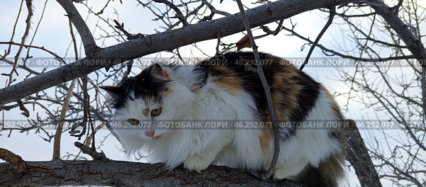 Трехцветная кошка на дереве зимой. Стоковое фото, фотограф Надежда Бирюкова / Фотобанк Лори