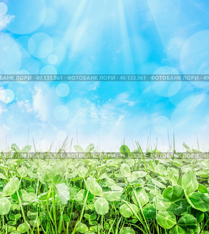 Trifolium field over blue sky with sun ray and bokeh, close up, nature background. Стоковое фото, агентство Ingram Publishing / Фотобанк Лори