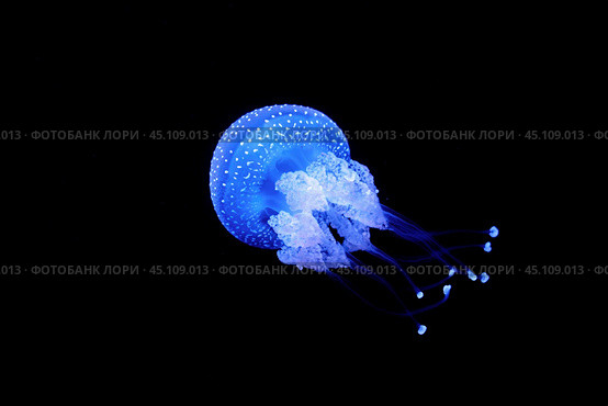 Tropical Jellyfish Phyllorhiza punctata white-spotted jellyfish underwater. Стоковое фото, фотограф Дмитрий Рухленко / Фотобанк Лори