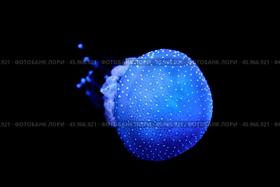 Tropical Jellyfish Phyllorhiza punctata white-spotted jellyfish underwater. Стоковое фото, фотограф Дмитрий Рухленко / Фотобанк Лори