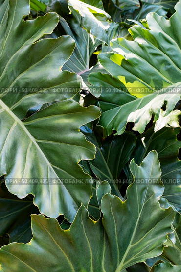 tropical leafage plants. Стоковое фото, агентство Ingram Publishing / Фотобанк Лори