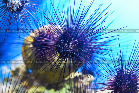 Tropical sea urchin in aquarium closeup. Стоковое фото, фотограф Татьяна Терехина / Фотобанк Лори