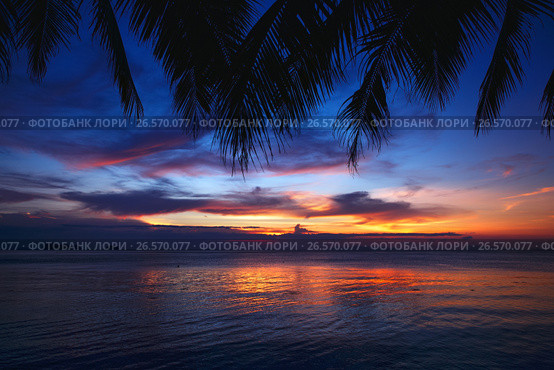 Tropical sunset beach with palm tree. Стоковое фото, фотограф Roman Barelko / Фотобанк Лори