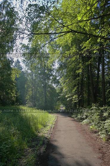 Тропинка в лесу. Стоковое фото, фотограф Юрий Васильев / Фотобанк Лори