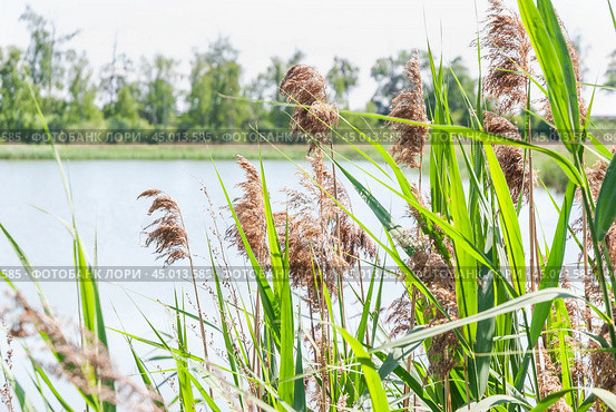 Тростник обыкновенный, или южный (Phragmites australis, или Phragmites communis) вперемешку  с прошлогодним (2019 год). Стоковое фото, фотограф Алёшина Оксана / Фотобанк Лори