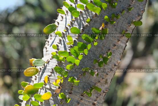 Trunk of Madagascar ocotillo (lat.- Alluaudia procera) Стоковое фото, фотограф Irina Opachevsky / Фотобанк Лори