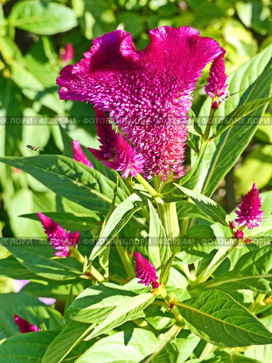 Целозия гребенчатая (Celosia argentea f. cristata), которую также называют «петушиным гребнем». Небольшое растение с мелкими цветками, собранными в крупные соцветия. Соцветия по форме напоминают петушиный гребень. Стоковое фото, фотограф Сергей Елизарьев / Фотобанк Лори