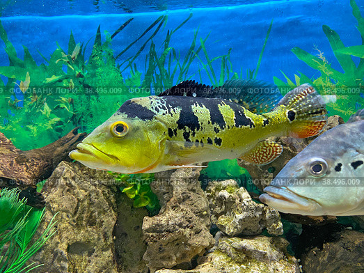 Цихла монокулус (Cichla monoculus). Алуштинский аквариум, Крым (2022 год). Редакционное фото, фотограф Мария Кылосова / Фотобанк Лори