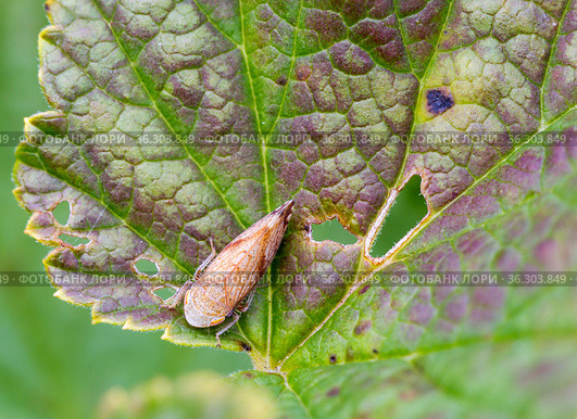 Цикадка Fieberiella florii. Стоковое фото, фотограф Галина Савина / Фотобанк Лори