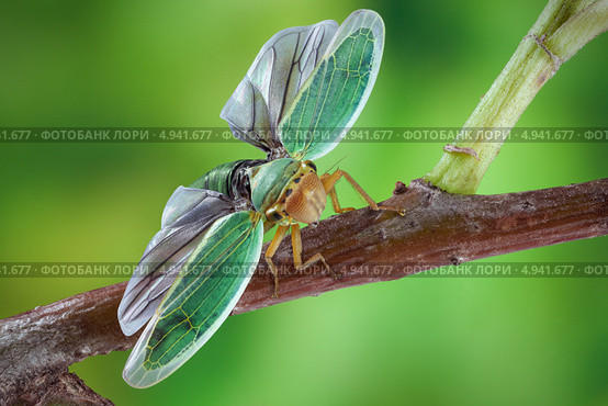Цикадка зелёная (Cicadella viridis) Стоковое фото, фотограф Забалуев Игорь Анатолич / Фотобанк Лори