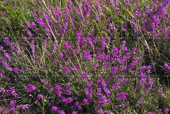 Цветение остролодочника на горных склонах у озера Байкал (Лат. Oxytropis) Стоковое фото, фотограф Виктория Катьянова / Фотобанк Лори