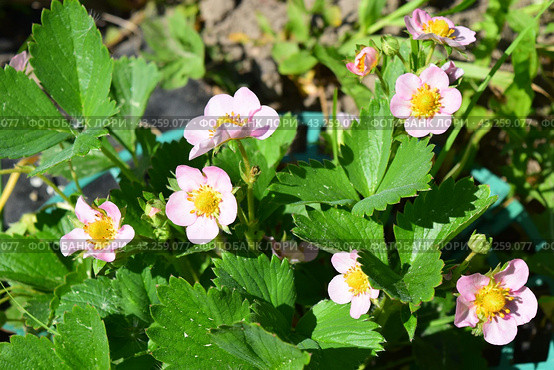 Цветение розовой садовой земляники (лат. fragaria ananassa Gasana) Стоковое фото, фотограф Photolart / Фотобанк Лори