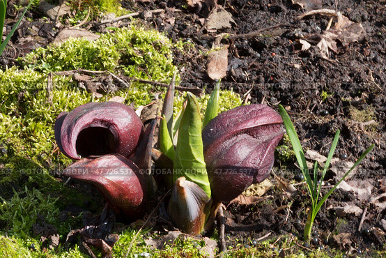Цветение скунсовой капусты или Симплокарпуса зловонного (Symplocarpus foetidus) ранней весной в Аптекарском огороде в Москве. Стоковое фото, фотограф Наталья Волкова / Фотобанк Лори