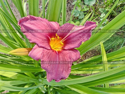 Цветет лилейник  "Ягодный сок" (Hemerocallis Berrylicious). Эффектные винно-красные цветы с более тёмными, слегка гофрированными краями и ярким жёлтым горлышком. Растение невысокое, однако цветы крупные, 14 см в диаметре. Стоковое фото, фотограф Сергей Елизарьев / Фотобанк Лори