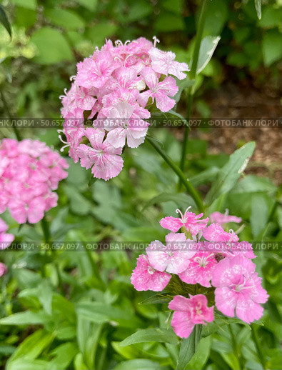 Цветет турецкая гвоздика (Dianthus barbatus) Стоковое фото, фотограф Щеголева Ольга / Фотобанк Лори
