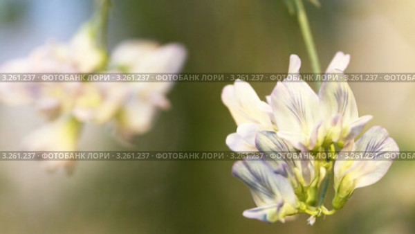Цветки люцерны. Стоковое видео, видеограф Коваль Василий / Фотобанк Лори