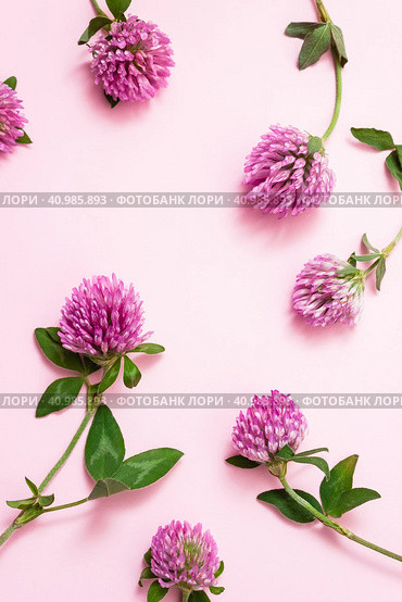 Цветки Trifolium pratense на вертикальном розовом фоне. Красный клевер для лечения симптомов менопаузы. Ингредиенты для женских БАД. Стоковое фото, фотограф Клара Мухаметзянова / Фотобанк Лори