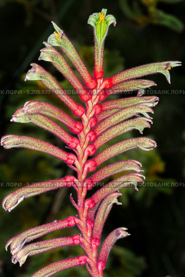 Цветок Анигозантос Мэнглза (лат. Anigozanthos manglesii) Стоковое фото, фотограф Kozlova Elena / Фотобанк Лори