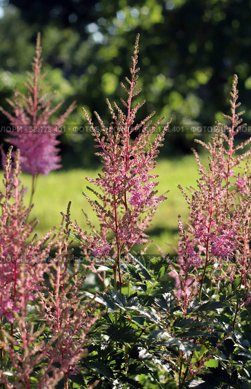 Цветок астильбы (Astilbe) Стоковое фото, фотограф EgleKa / Фотобанк Лори