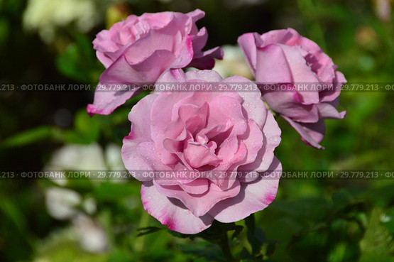 Цветок чайно-гибридной розы Муди Блю (Rosa Moody Blue), Fryer's Roses (Фраер), Великобритания 2008. Стоковое фото, фотограф lana1501 / Фотобанк Лори