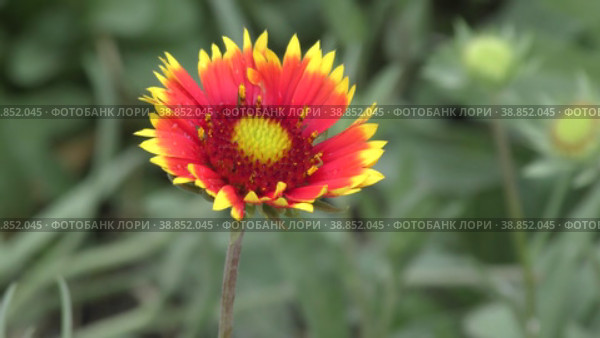 Цветок гайлардия (лат. Gaillardia) после дождя. Стоковое видео, видеограф Владимир Галкин / Фотобанк Лори