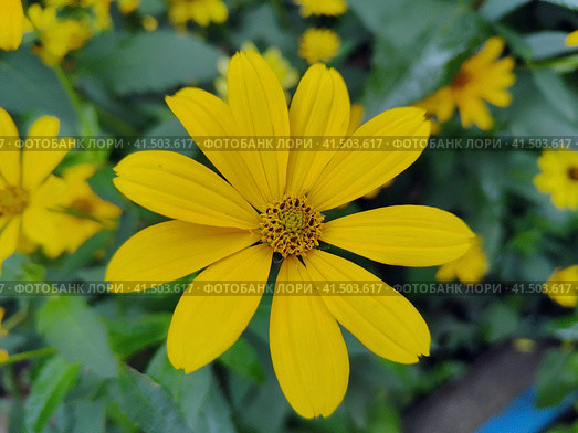 Цветок Гелиопсиса подсолнечниковидного крупным планом, Heliopsis helianthoides семейства Астровые. Красивые желтые ромашки на клумбе. Пышный куст с яркими цветами. Цветение однолетних и многолетних растений. Flower of Heliopsis sunflower close-up, Heliopsis helianthoides of Asteraceae family. Beautiful yellow daisies in flower bed. Lush bush with bright flowers. Bloom of annual and perennial plants. Стоковое фото, фотограф Ирина / Фотобанк Лори