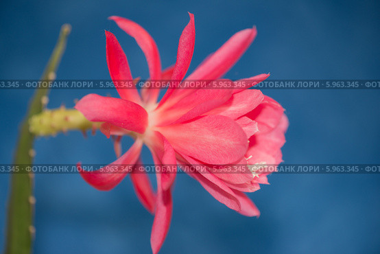 Цветок кактуса Эпифиллум (Epiphyllum) на синем фоне. Стоковое фото, фотограф Владимир Князев / Фотобанк Лори