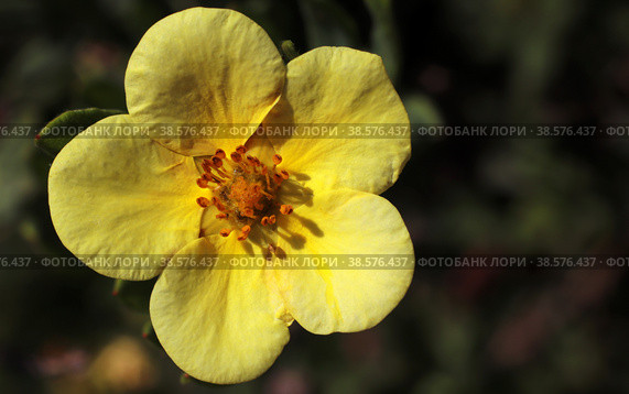 Цветок лапчатки кустарниковой (Dasiphora fruticosa) Стоковое фото, фотограф EgleKa / Фотобанк Лори