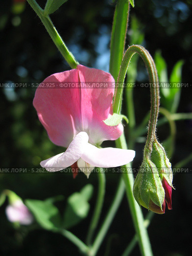Цветок латируса (душистый горошек, сорт "Русский размер", лат. Lathyrus odoratus) Стоковое фото, фотограф Светлана Ильева (Иванова) / Фотобанк Лори