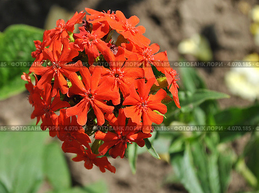 Цветок Лихнис Скарлет Халцедонский (лат. Lychnis chalcedonica ) красный. Стоковое фото, фотограф lana1501 / Фотобанк Лори