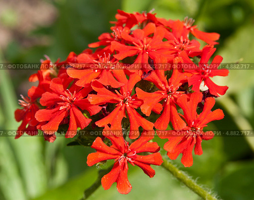 Цветок Лихнис Скарлет Халцедонский (лат. Lychnis chalcedonica ) красный. Стоковое фото, фотограф Наталья Волкова / Фотобанк Лори