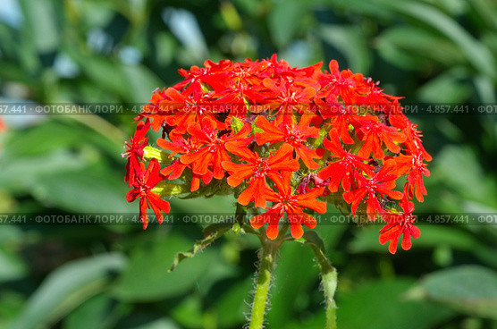 Цветок Лихнис Скарлет Халцедонский (Lychnis chalcedonica ) Стоковое фото, фотограф Елена Коромыслова / Фотобанк Лори