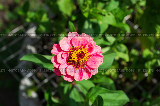 Цветок Цинния изящная, Zinnia elegans, род однолетних и многолетних трав и кустарников семейства сложноцветных. Стоковое фото, фотограф Андрей Цыганков / Фотобанк Лори