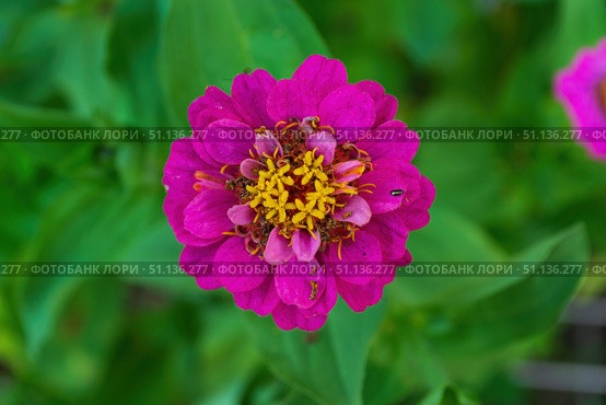 Цветок Цинния изящная, Zinnia elegans, род однолетних и многолетних трав и кустарников семейства сложноцветных. Стоковое фото, фотограф Андрей Цыганков / Фотобанк Лори