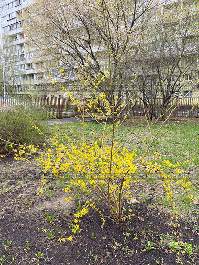 Цветущая форзиция (Forsythia) Стоковое фото, фотограф Мария Кылосова / Фотобанк Лори
