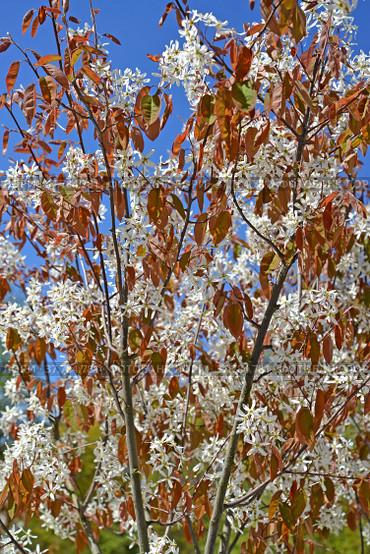 Цветущая ирга канадская (Amelanchier canadensis (L.) Medik.) на фоне голубого неба. Стоковое фото, фотограф Ирина Борсученко / Фотобанк Лори
